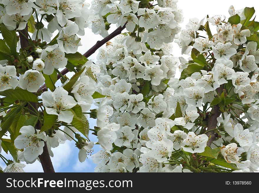 Flowers from an organic cherry tree blossoming in spring. Flowers from an organic cherry tree blossoming in spring
