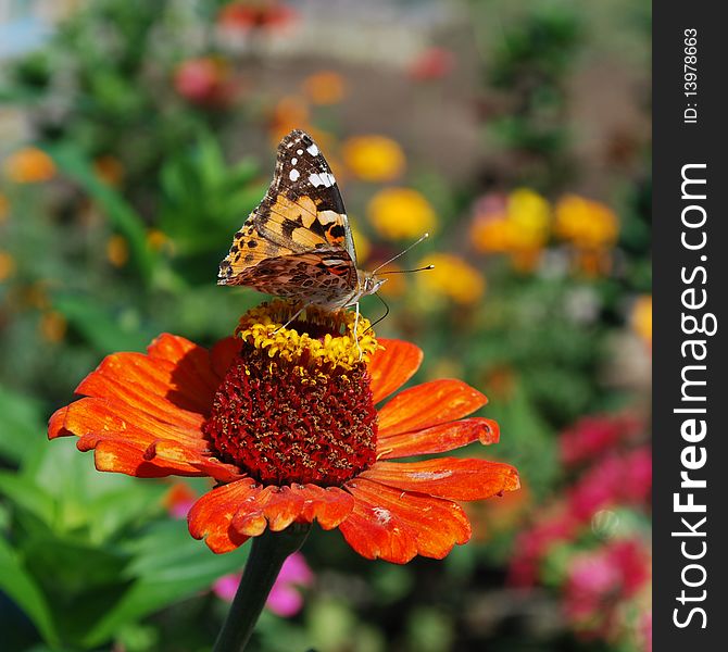 Butterfly on a flower