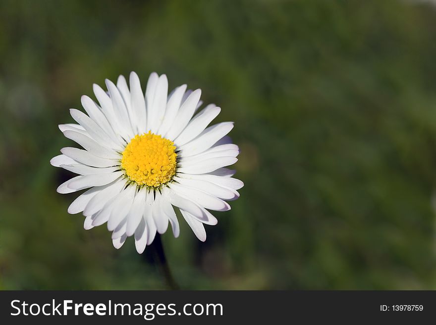 Chamomile In The Field ,close Up