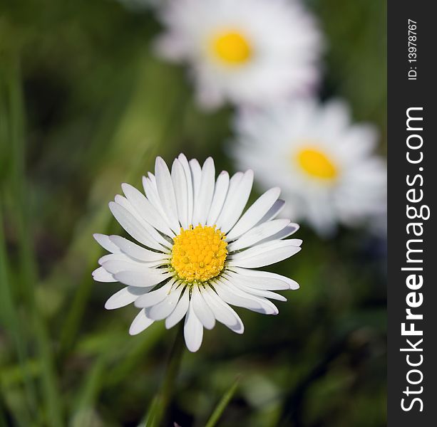 Chamomile in the Field ,close up