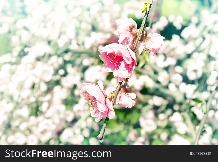 Spring Cherry Blossoms Macro