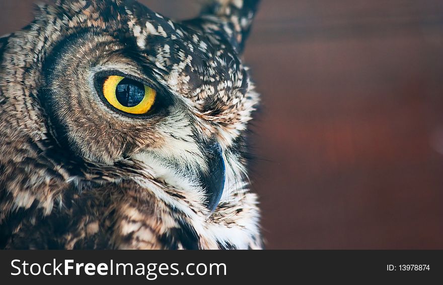 Small European owl, nocturnal bird of prey with hawk-like beak and claws and large head with front-facing eyes. Small European owl, nocturnal bird of prey with hawk-like beak and claws and large head with front-facing eyes