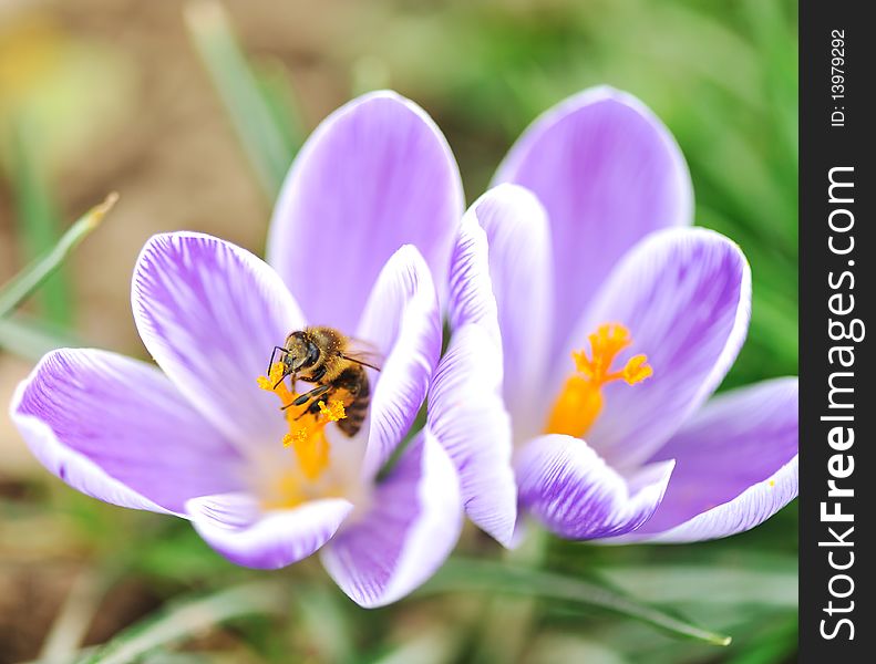 Bee on flower is eating