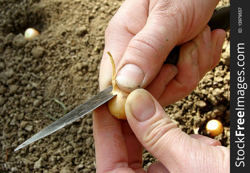 Cutting onion bulb before planting. Cutting onion bulb before planting