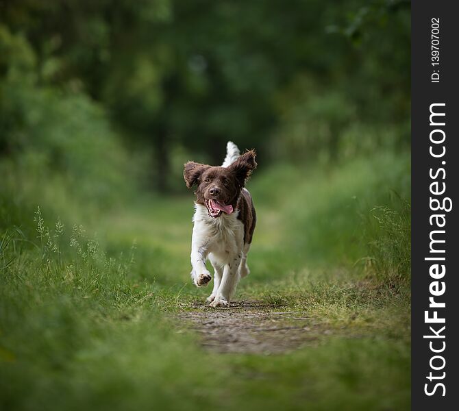 Cute dog running outdoors