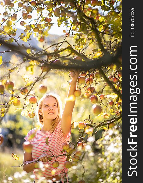 Cute girl picking apples in an orchard having fun harvesting the ripe fruits of her family`s labour color toned image