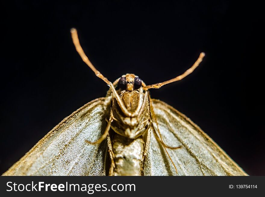 18.11 008. Butterfly head. Winter Moth. Macro photography