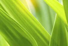 Closeup Of Nature Leaves Green Blur. In The Spring Under The Morning Light. Use As Background And Wallpapers Stock Image Closeup Of Nature Leaves Green Blur. In The Spring Under The Morning Light. Use As Background And Wallpapers Stock Image