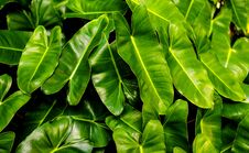 Closeup Of Nature Leaves Green Blur. In The Spring Under The Morning Light. Use As Background And Wallpapers Stock Images Closeup Of Nature Leaves Green Blur. In The Spring Under The Morning Light. Use As Background And Wallpapers Stock Images
