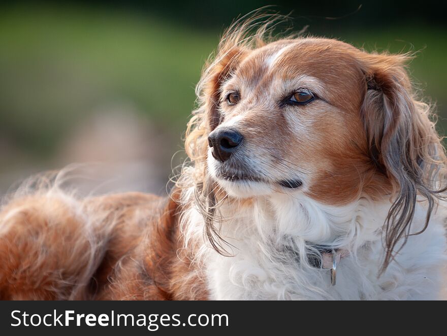 Red and white happy collie sheepdog