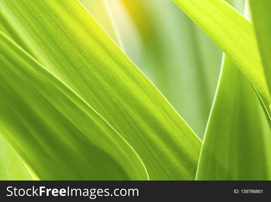 Closeup Of Nature Leaves Green Blur. In The Spring Under The Morning Light. Use As Background And Wallpapers