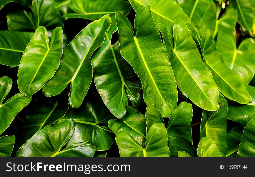 Closeup of nature leaves green blur. In the spring Under the morning light. Use as background and wallpapers.