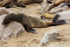 Brown Fur Seal (Arctocephalus Pusillus) Stock Photos