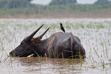 Buffalo And Myna Royalty Free Stock Images