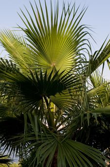 Palm Royalty Free Stock Images