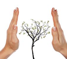 Hands And Money Tree Stock Photo Hands And Money Tree Stock Photo