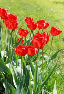 Spring Field With Tulips Stock Image Spring Field With Tulips Stock Image