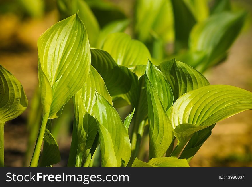 Fresh spring leaves in a garden. photo was taken in the Public Park ï¿½ Silver Spring Maryland