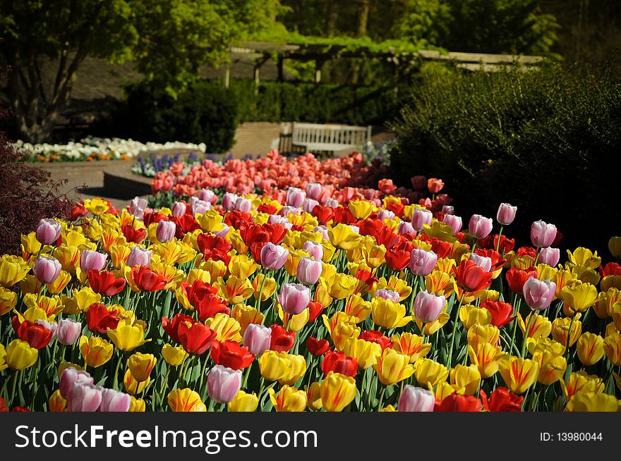 Beautiful colorful tulips in the garden photo was taken in Maryland Public Park. Beautiful colorful tulips in the garden photo was taken in Maryland Public Park