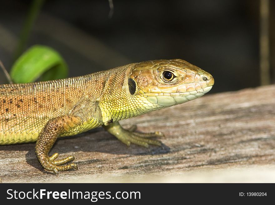 juvenile of green lizard (Lacerta viridis)