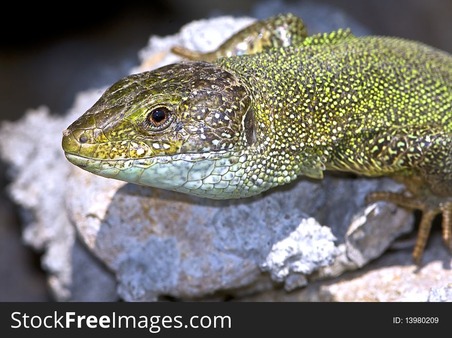 Adult of green lizard (Lacerta viridis)