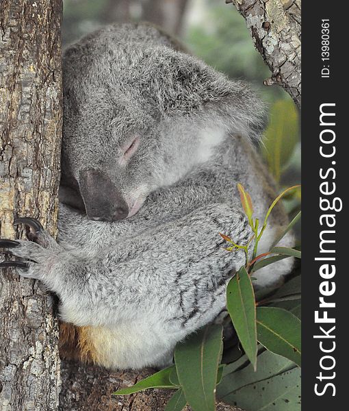 This is a photo of a cute sleeping koala. This is a photo of a cute sleeping koala.