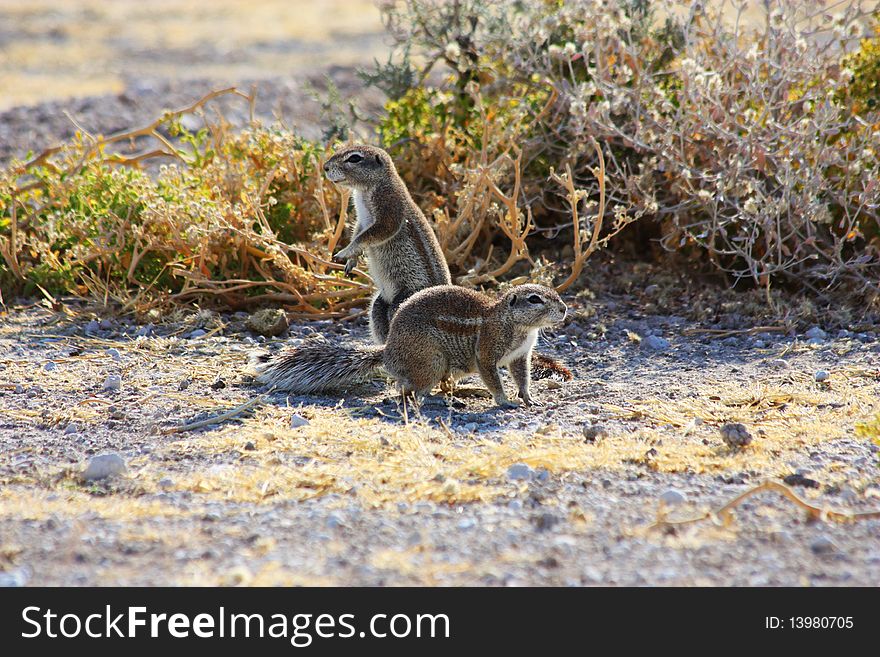 Namibian wild life, Etosha park, dry season. Namibian wild life, Etosha park, dry season