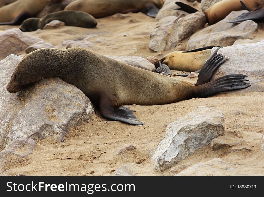 Namibian wild life, Cape Cross, dry season. Namibian wild life, Cape Cross, dry season