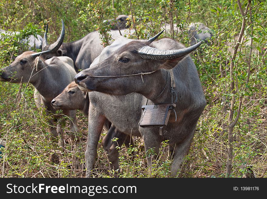 Buffaloes are commonly used in agriculture for Asian countries. Buffaloes are commonly used in agriculture for Asian countries.