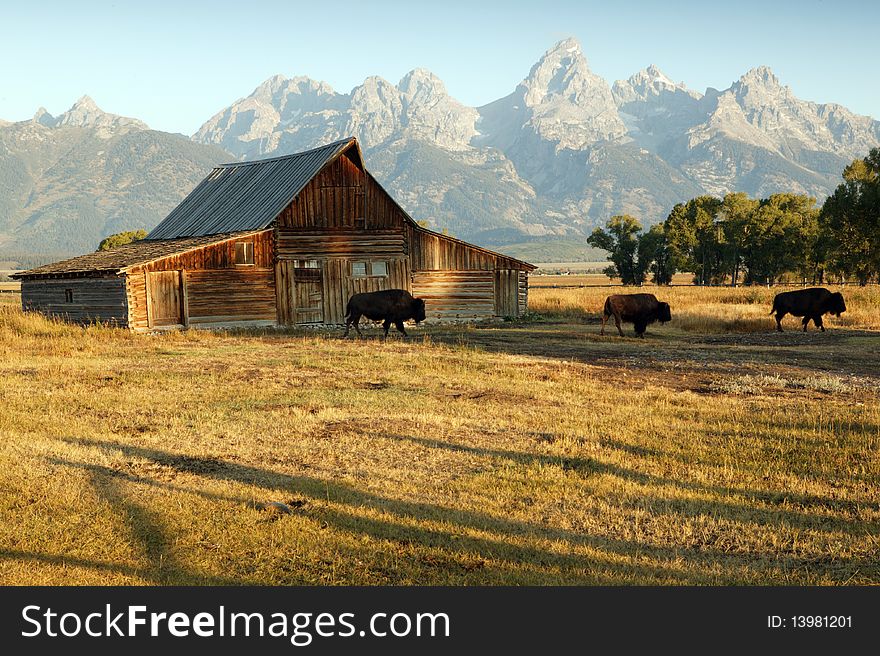 Famous Barn and Grand Teton National Park