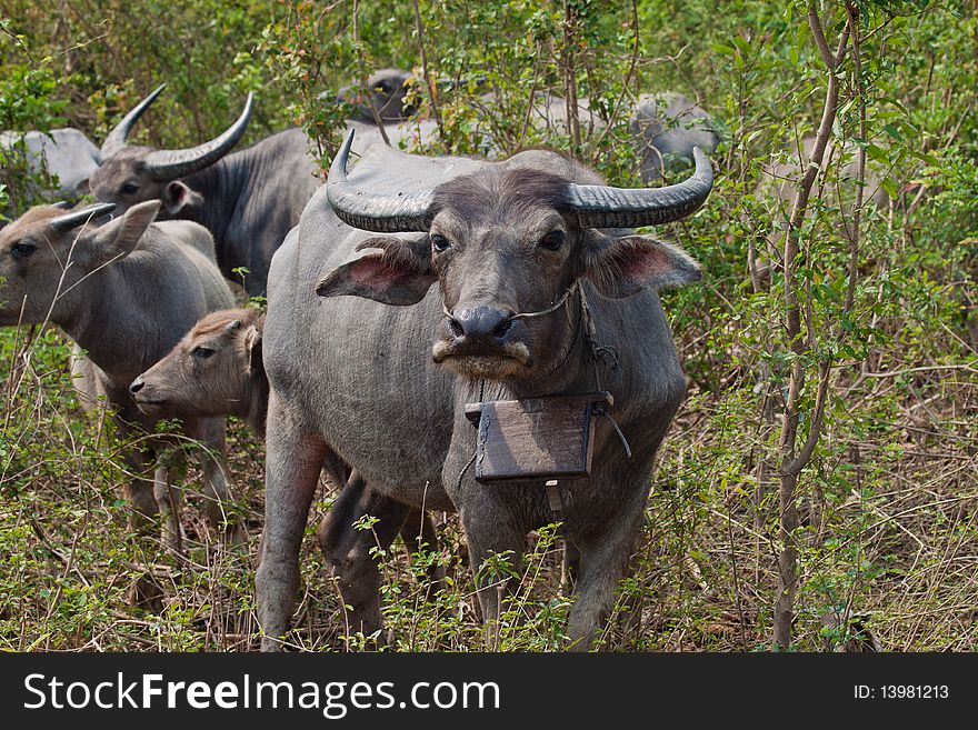 Farming buffaloes is still popular in Cambodia.