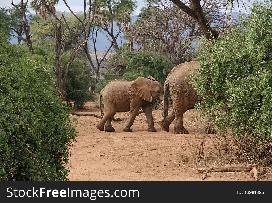 Elephants in Samburu National Park, Kenya. Elephants in Samburu National Park, Kenya
