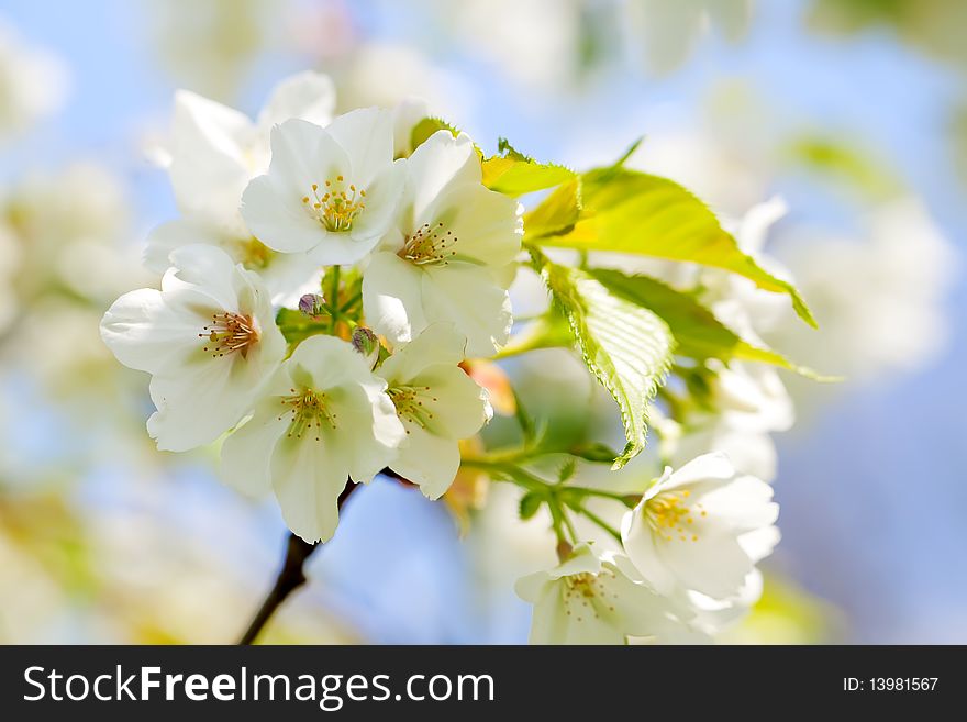 Close up of blooming flowers in spring time