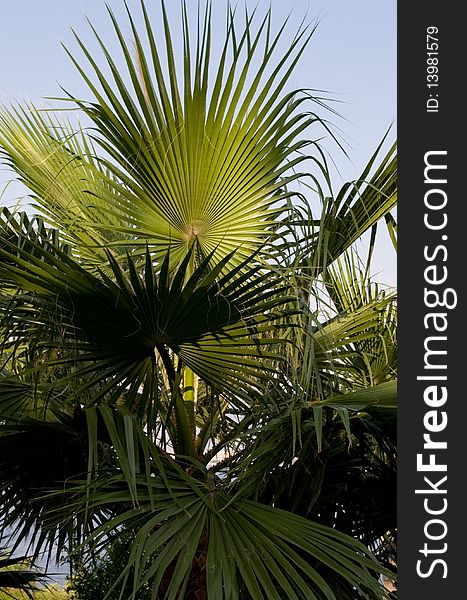 Green palm leafs. palm tree.