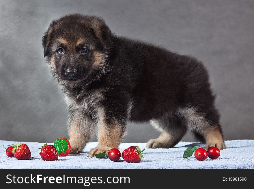 Studio, German Shepherd dog, puppy. Studio, German Shepherd dog, puppy