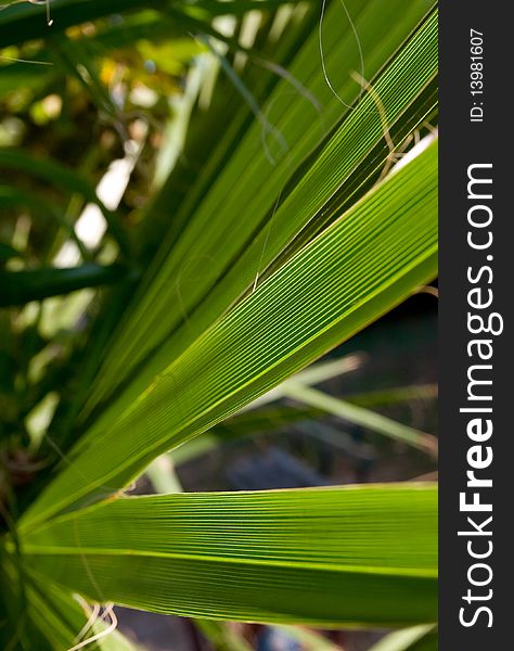 Green palm leaf. close-up.