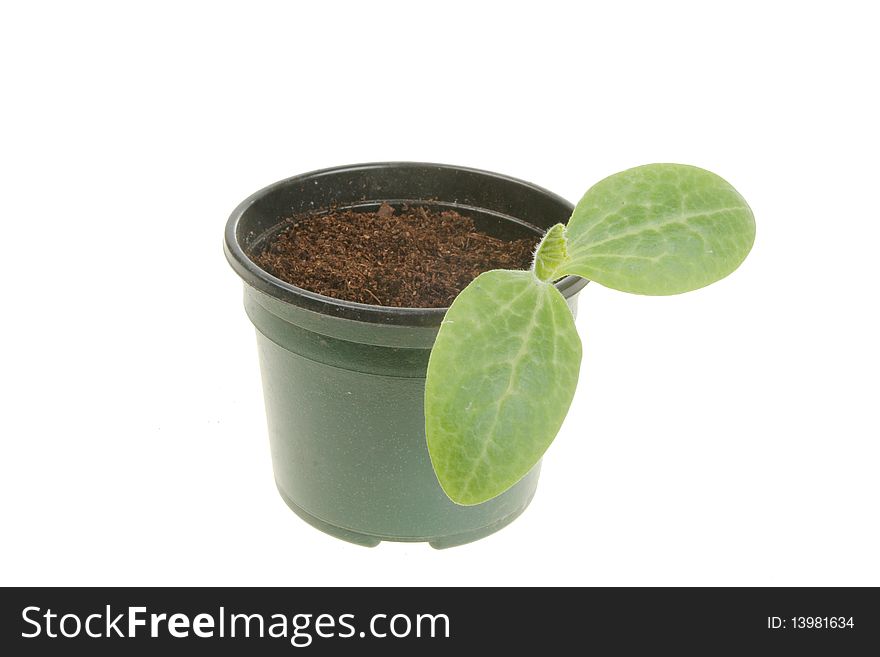 Courgette seedling in a pot isolated against white