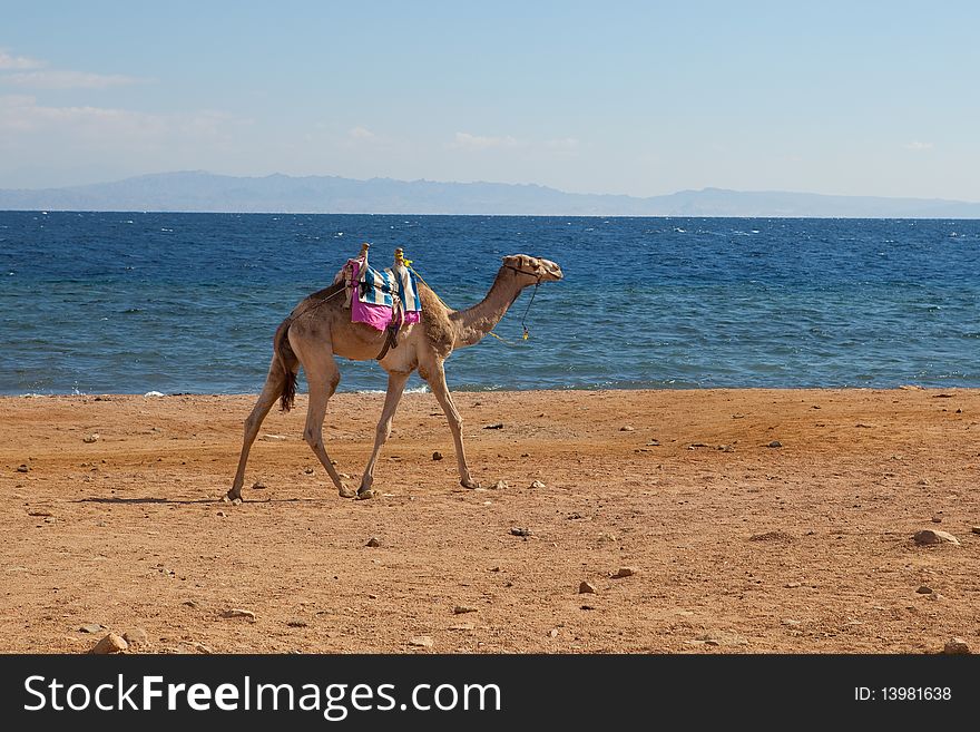 Camel at beach, red sea