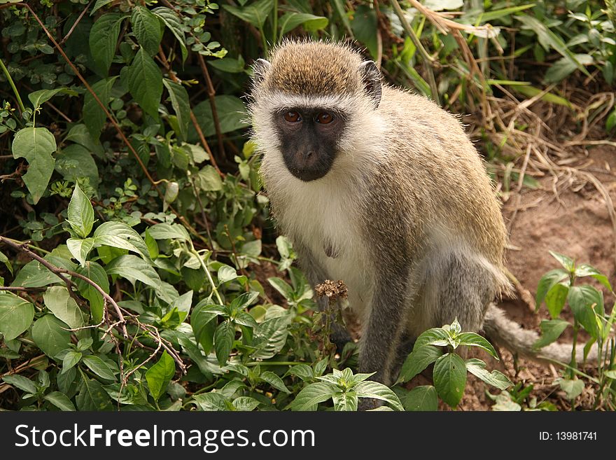 Velvet monkey in Nairobi National Park