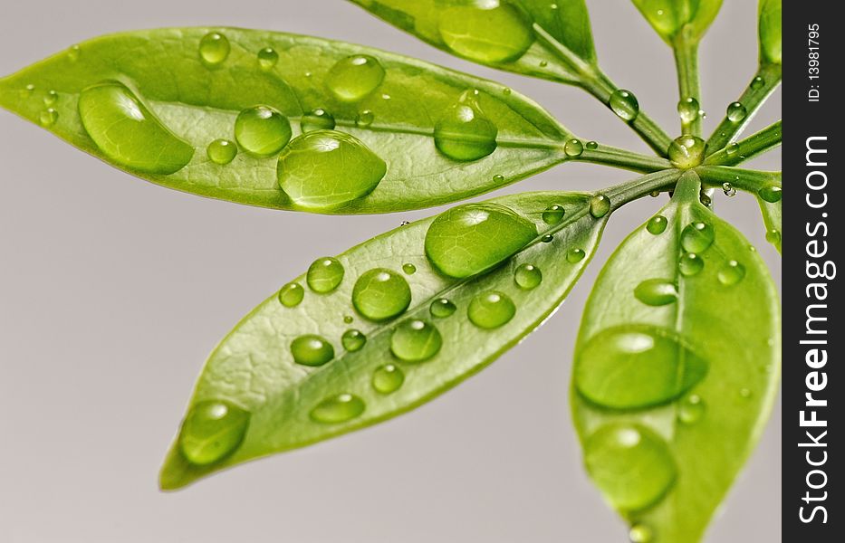 Picture of a Fresh green leaves