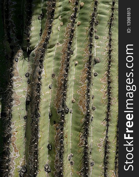 An abstract view of a Saguaro Cactus. An abstract view of a Saguaro Cactus