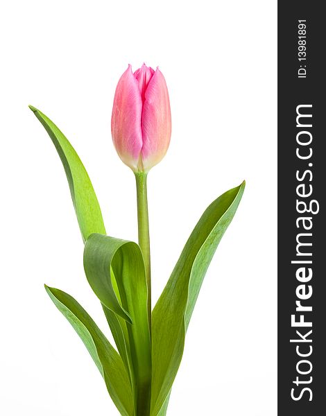 Pink tulip on white background. Pink tulip on white background
