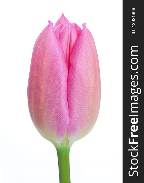 Close up shot of clean tulip on white background. Close up shot of clean tulip on white background