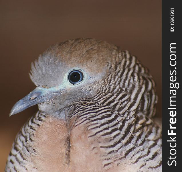Little Cuckoo-dove Close Up