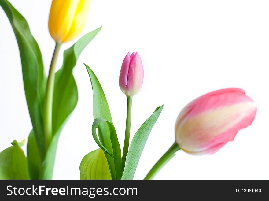 Three different tulips on white background