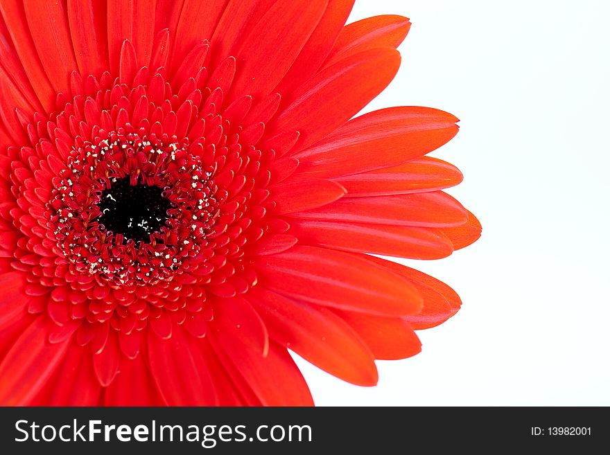 Close up of bright red Gerber flower on white background