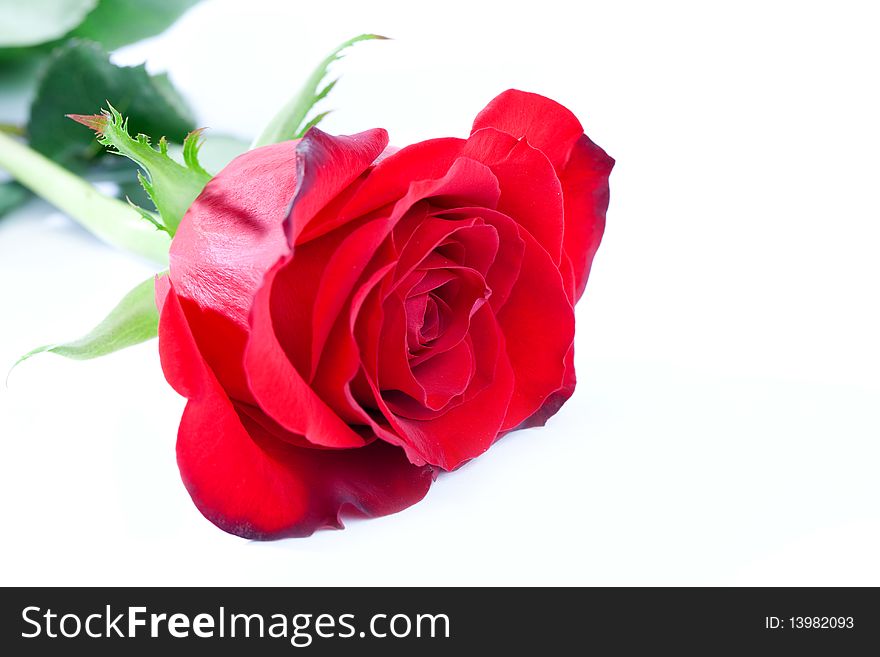Close up of red rose on white background
