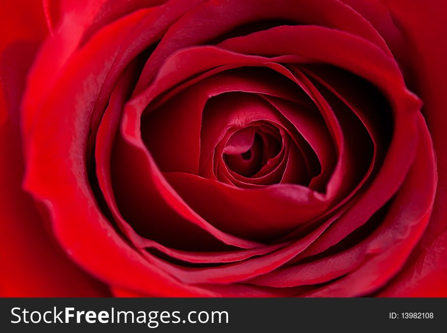 Close up of clean red rose