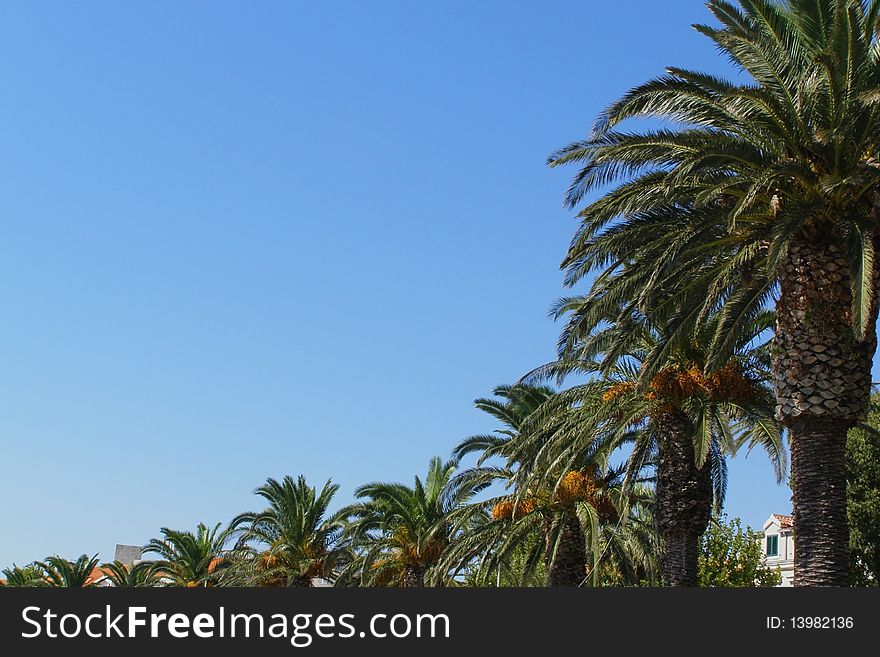 Horizontal row of palm trees, from closest to the farthest, with bright blue sky as space for text (copyspace). Horizontal row of palm trees, from closest to the farthest, with bright blue sky as space for text (copyspace)