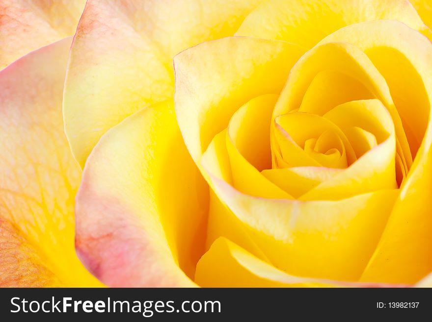 Close up of yellow rose